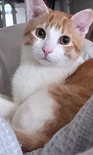 Name Cat Benji