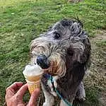 Dog, Dog breed, Carnivore, Companion dog, Water Dog, Grass, Food, Wire Hair Fox Terrier, Working Animal, Terrier, Plant, Airedale Terrier, Canidae, Schnauzer, Standard Schnauzer, Furry friends, Ice Cream Cone, Small Terrier, Welsh Terrier