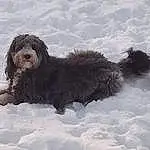 Dog, Snow, Carnivore, Dog breed, Water Dog, Winter, Watch, Companion dog, Terrier, Freezing, Labradoodle, Canidae, Liver