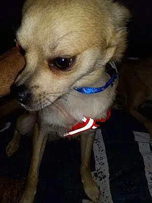 Name Chihuahua Dog Hunter