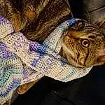 Cat, Felidae, Carnivore, Small To Medium-sized Cats, Whiskers, Comfort, Snout, Furry friends, Terrestrial Animal, Tail, Pattern, Domestic Short-haired Cat, Electric Blue, Claw, Wood, Thread, Linens, Woolen, Woven Fabric