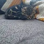 Cat, Comfort, Textile, Felidae, Grey, Fawn, Carnivore, Small To Medium-sized Cats, Whiskers, Snout, Road Surface, Linens, Tail, Human Leg, Pattern, Furry friends, Domestic Short-haired Cat, Terrestrial Animal, Asphalt