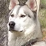 Dog, Dog breed, Carnivore, Jaw, Fawn, Whiskers, Companion dog, Terrestrial Animal, Snout, Collar, Wolf, Working Animal, Furry friends, Canidae, Canis, Sled Dog, Siberian Husky, Working Dog