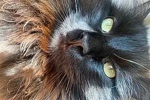 Name Maine Coon Cat Chubbs