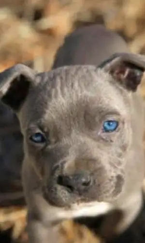 Name Pitt Bull Terrier Dog Bleu