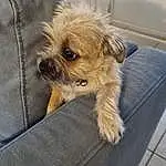 Dog, Carnivore, Dog breed, Companion dog, Fawn, Toy Dog, Liver, Snout, Working Animal, Dog Supply, Small Terrier, Furry friends, Terrier, Canidae, Maltepoo, Comfort, Yorkipoo, Biewer Terrier, Non-sporting Group
