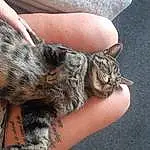 Hand, Cat, Felidae, Finger, Carnivore, Small To Medium-sized Cats, Whiskers, Snout, Safety Glove, Terrestrial Animal, Nail, Furry friends, Domestic Short-haired Cat, Paw, Tail, Claw, Soil