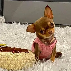 Name Chihuahua Dog Giselle