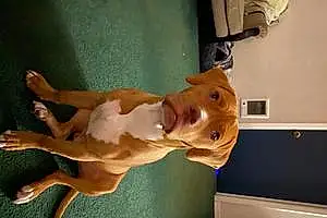 Name Pitt Bull Terrier Dog Kodak