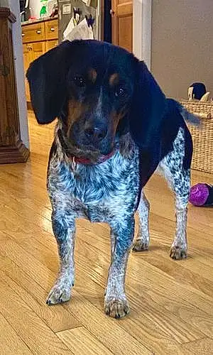 Name Beagle Dog Blu