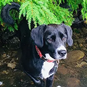 Name Labrador Retriever Dog Braxton