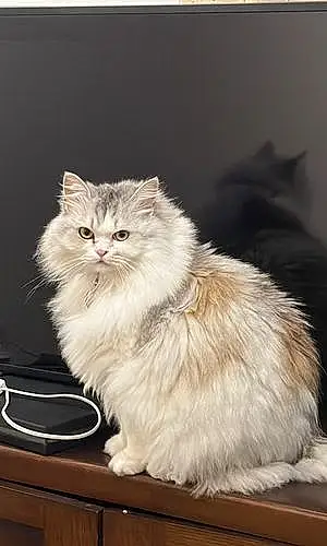Name Persian Cat Chi