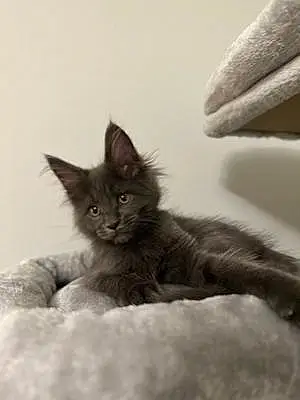 Name Maine Coon Cat Cat