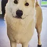 Dog, Eyes, Dog breed, Carnivore, Jaw, Companion dog, Whiskers, Working Animal, Snout, Terrestrial Animal, Furry friends, Canidae, German Spitz Mittel, Volpino Italiano, Giant Dog Breed, Working Dog, Ancient Dog Breeds, Puppy