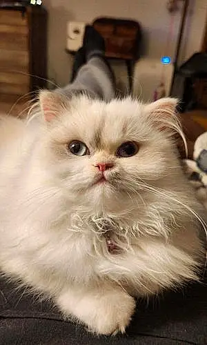 Name Persian Cat Agnes