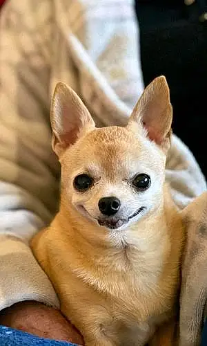 Name Chihuahua Dog Dinky