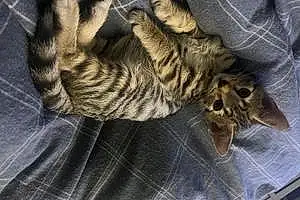 Name Bengal Cat Benny