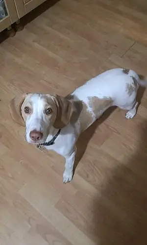 Name Beagle Dog Kiara