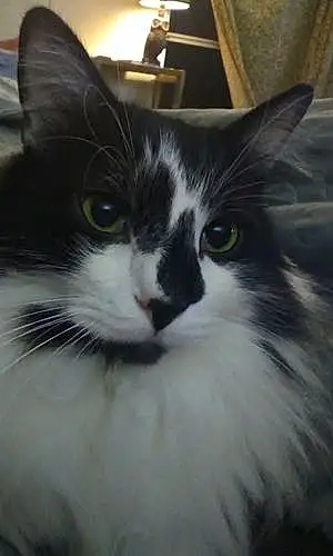 Name Oriental Longhair Cat Felix