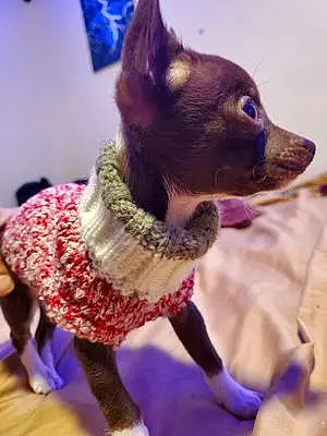 Name Chihuahua Dog Cheech