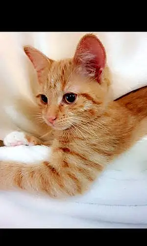 Name British Shorthair Cat Ginger