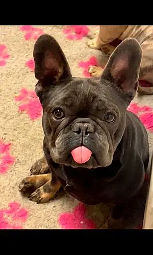 Name French Bulldog Dog Chanel
