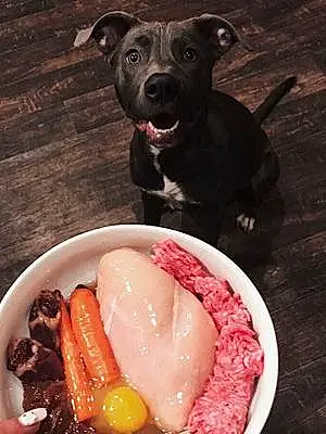 Food Pitt Bull Terrier Dog Stormie
