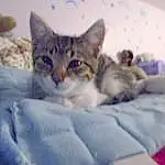 Cat, Comfort, Carnivore, Felidae, Whiskers, Small To Medium-sized Cats, Fawn, Snout, Linens, Room, Domestic Short-haired Cat, Furry friends, Bed, Cat Supply, Bedding, Paw