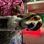 Dog, Dog breed, Jaw, Carnivore, Pink, Working Animal, Fawn, Snout, Window, Magenta, Smile, Building, Canidae, Personal Protective Equipment, Door, Art, Dog Supply, Fun, Bone