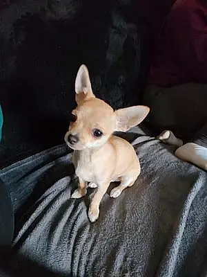 Name Chihuahua Dog Bob