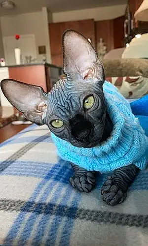 Sphynx Cat Theo