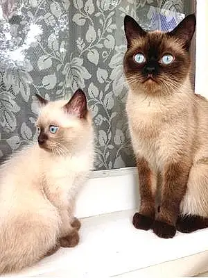 Name Tonkinese Cat Belle