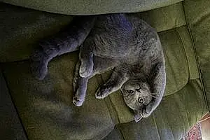 Scottish Fold Cat Ash