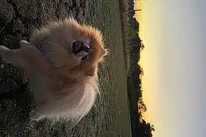 Name Pomeranian Dog Izzy