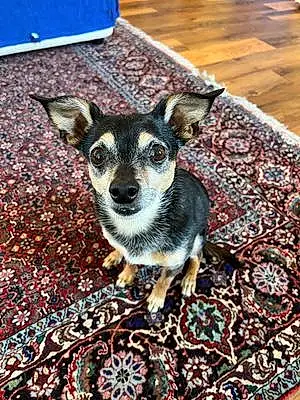 Name Chihuahua Dog Huey
