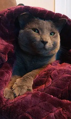 Name Russian Blue Cat Kairi