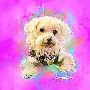 Name Maltese Dog Josephine