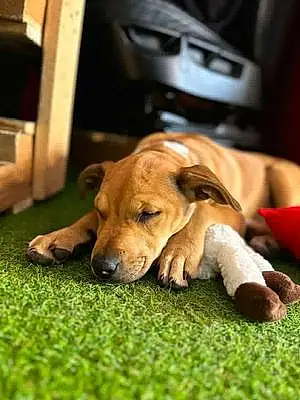 Name American Staffordshire Terrier Dog Leia