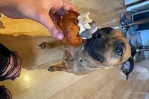 Food Patterdale Terrier Dog Smudge