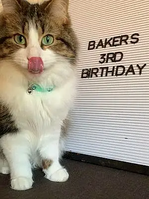 Name  Other Cat Baker