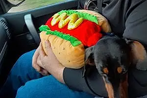Food Dachshund Dog Hotdog