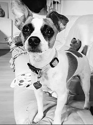 Name Jack Russell Dog Boo