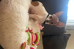 Name Chihuahua Dog Kiki