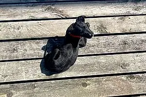 Name Labrador Retriever Dog Frankie