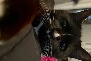 Name American Shorthair Cat Biscuit