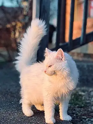 Name Siberian Cat Bunny