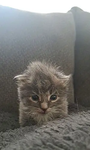 Name Cat Chowder