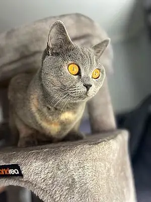 Name British Shorthair Cat Misty