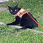 Cat, Felidae, Carnivore, Small To Medium-sized Cats, Grass, Fawn, Plant, Tree, Tail, Pattern, Black cats, Bag, Dog Supply, Canidae, Linens, Furry friends, Whiskers, Carmine, Fashion Accessory, Bat