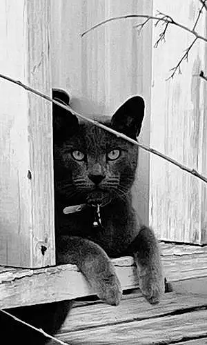Name Russian Blue Cat Grayson